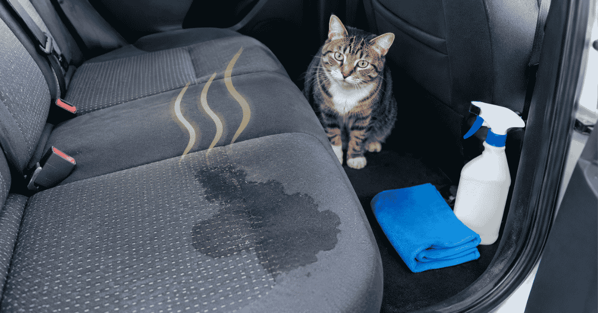 Cat Pee Smell Out of Car